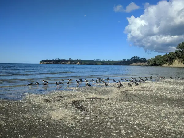 Pohled Ptáky Pláži Okura Malebné Rezervace Auckland Nový Zéland — Stock fotografie