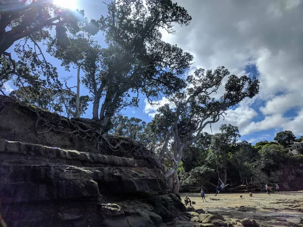 Vista Das Raízes Das Árvores Penhasco Rochoso Subúrbio Auckland Nova — Fotografia de Stock