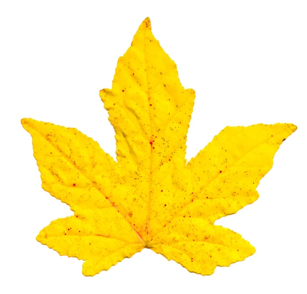 Yellow leaf — Stock Photo, Image