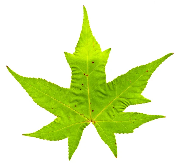 Green leaf — Stock Photo, Image