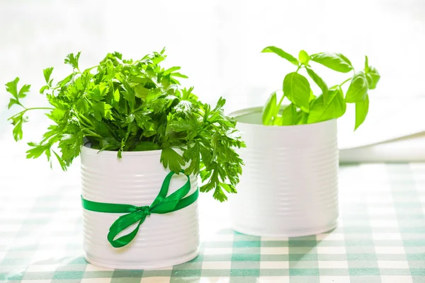 Basil and parsley — Stock Photo, Image