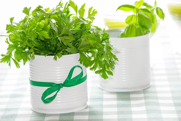 Basil and parsley — Stock Photo, Image