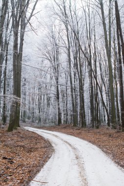 kış orman yolu