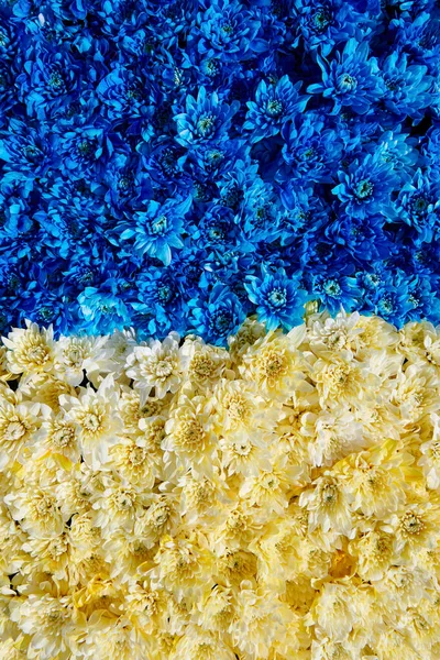 Blue and yellow chrysanthemums  background. Huge flowers bouquet.  View from above. Colour contrast. Vertical photo.