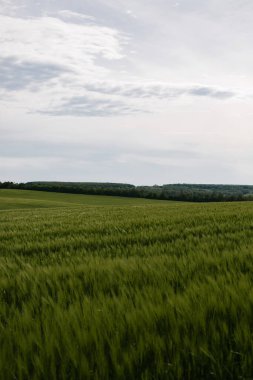 Bulutlu havada yeşil buğday tarlası. Ukrayna doğası.