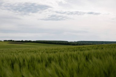 Bulutlu havada yeşil buğday tarlası. Ukrayna doğası.