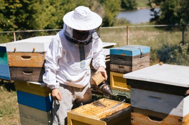 Arı yetiştiricisi arı ve kovanlarla çalışmak için bir tiryaki kullanır. Arı kovanlarıyla çalışmak.