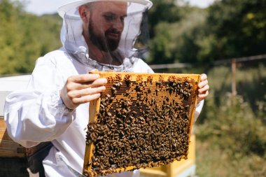 Koruyucu kıyafetli bir arı yetiştiricisi arı kuluçkaya yatmış bir arı çerçevesi tutar. Kurdeşen incelemesi. Arıcılık.