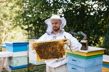 Koruyucu kıyafetli bir arı yetiştiricisi arı kuluçkaya yatmış bir arı çerçevesi tutar. Kurdeşen incelemesi. Arıcılık.