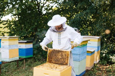 Koruyucu kıyafetli arı yetiştiricisi arı kovanından bal peteğini çıkarıyor. Arıcılık. Arı yetiştiricisi arılarla ve arı kovanlarıyla çalışıyor.. 