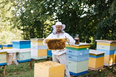 Koruyucu kıyafetli bir arı yetiştiricisi arı kuluçkaya yatmış bir arı çerçevesi tutar. Kurdeşen incelemesi. Arıcılık.