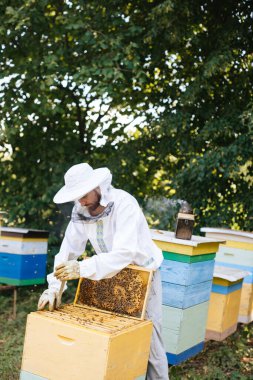 Koruyucu kıyafetli arı yetiştiricisi arı kovanından bal peteğini çıkarıyor. Arıcılık. Arı yetiştiricisi arılarla ve arı kovanlarıyla çalışıyor.. 