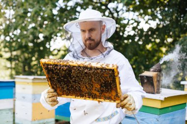 Koruyucu kıyafetli bir arı yetiştiricisi arı kuluçkaya yatmış bir arı çerçevesi tutar. Kurdeşen incelemesi. Arıcılık.