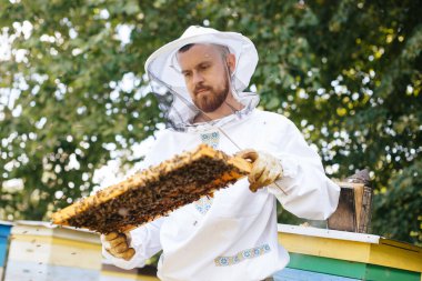 Koruyucu kıyafetli bir arı yetiştiricisi arı kuluçkaya yatmış bir arı çerçevesi tutar. Kurdeşen incelemesi. Arıcılık.