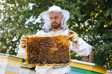 Koruyucu kıyafetli bir arı yetiştiricisi arı kuluçkaya yatmış bir arı çerçevesi tutar. Kurdeşen incelemesi. Arıcılık.