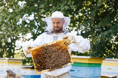 Koruyucu kıyafetli bir arı yetiştiricisi arı kuluçkaya yatmış bir arı çerçevesi tutar. Kurdeşen incelemesi. Arıcılık.