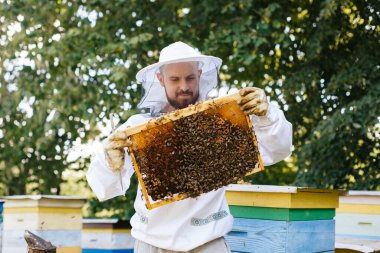 Koruyucu kıyafetli bir arı yetiştiricisi arı kuluçkaya yatmış bir arı çerçevesi tutar. Kurdeşen incelemesi. Arıcılık.