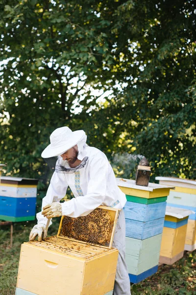 Koruyucu kıyafetli arı yetiştiricisi arı kovanından bal peteğini çıkarıyor. Arıcılık. Arı yetiştiricisi arılarla ve arı kovanlarıyla çalışıyor.. 