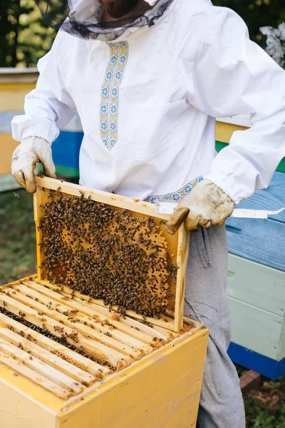 Koruyucu kıyafetli arı yetiştiricisi arı kovanından bal peteğini çıkarıyor. Arıcılık. Arı yetiştiricisi arılarla ve arı kovanlarıyla çalışıyor.. 