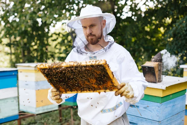 Koruyucu kıyafetli bir arı yetiştiricisi arı kuluçkaya yatmış bir arı çerçevesi tutar. Kurdeşen incelemesi. Arıcılık.
