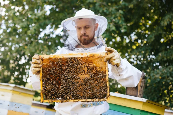 Koruyucu kıyafetli bir arı yetiştiricisi arı kuluçkaya yatmış bir arı çerçevesi tutar. Kurdeşen incelemesi. Arıcılık.