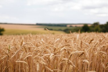 Autumn landscape with a field of ripe wheat.