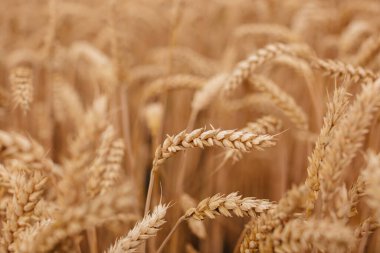 Spikelets of ripe wheat close-up. Autumn background.