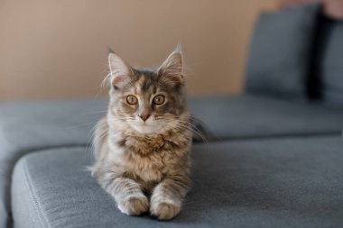 Küçük gri bir Maine Rakunu bir kanepede yatıyor. Maine Rakun Kedisi.  