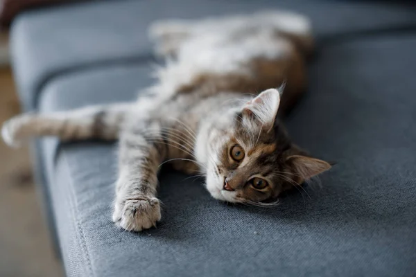 A small grey Maine Coon cat lies on a sofa. Maine Coon kitten.