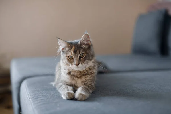 A small gray Maine Coon cat lies on a sofa. Maine Coon kitten.