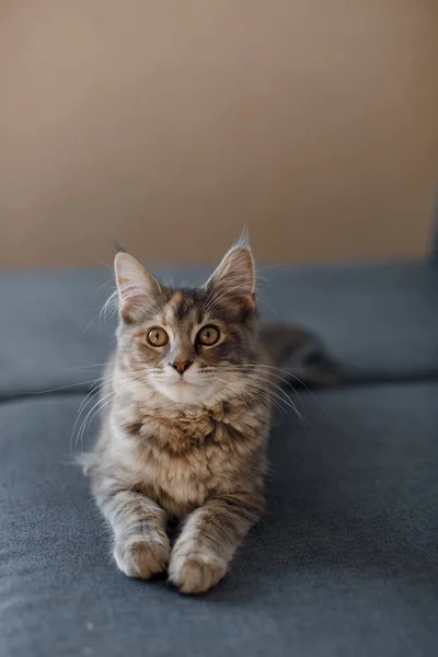A small gray Maine Coon cat lies on a sofa. Maine Coon kitten.