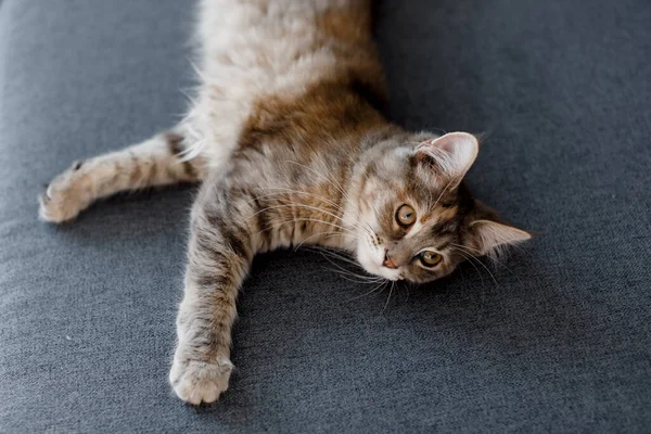 A small gray Maine Coon cat lies on a sofa. Maine Coon kitten.