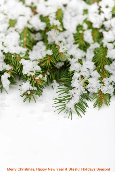 雪解けとモミの枝 — ストック写真