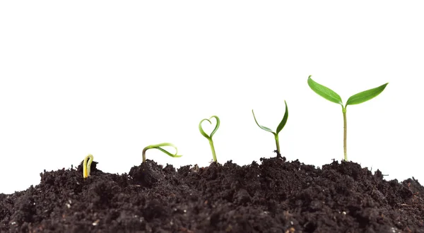 Plant kiemkracht en groei — Stockfoto