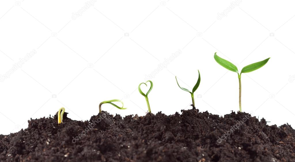 Plante De Croissance Images Libres De Droit Photos De Plante De Croissance Depositphotos Plante De Croissance Images Libres De Droit Photos De Plante De Croissance Depositphotos