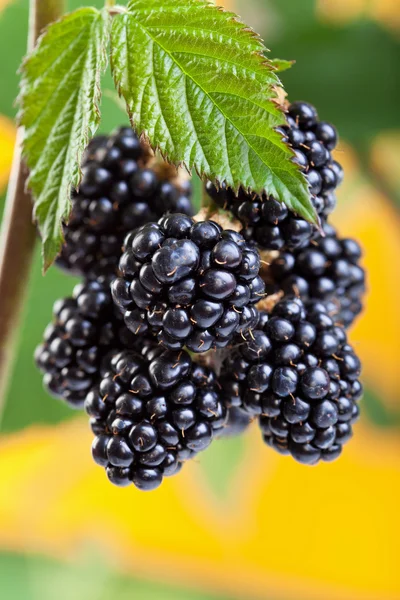Blackberries ripening on the shrub — Stock Photo, Image
