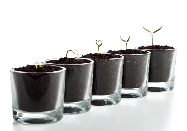 Estágios de evolução de plantas jovens — Fotografia de Stock