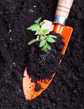 on küçük zenci genç domates fide