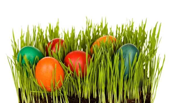 Easter eggs in grass grown indoors — Stock Photo, Image