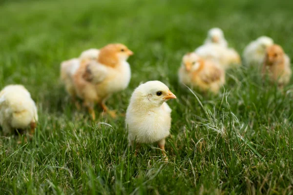 Unga kycklingar i gräset — Stockfoto