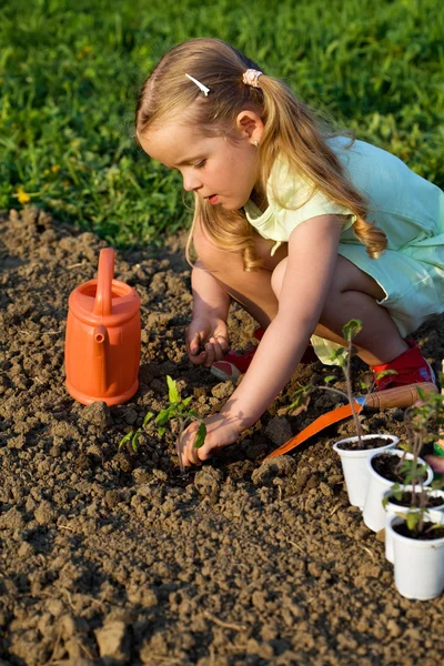 Liten flicka plantering tomat plantor — Stockfoto