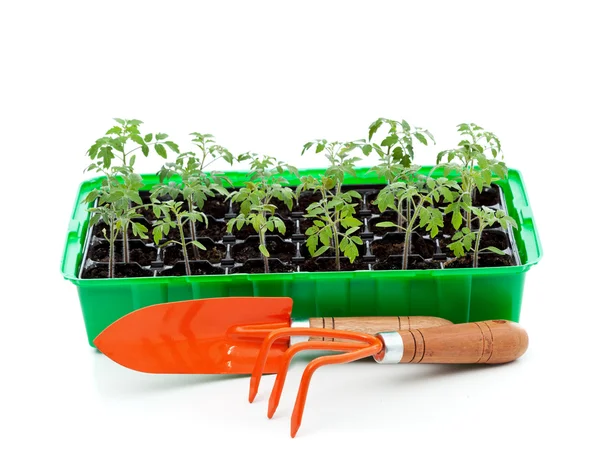 Semis dans un plateau de germination avec outils de jardinage — Photo