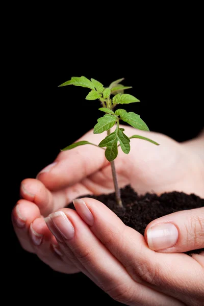 Unga tomat fröplanta i kvinna hand — Stockfoto