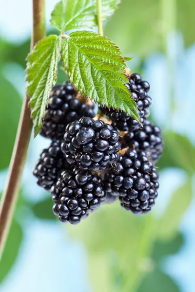 Brombeeren wachsen und reifen am Zweig — Stockfoto