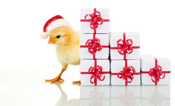 Рождественская курица с подарками — стоковое фото