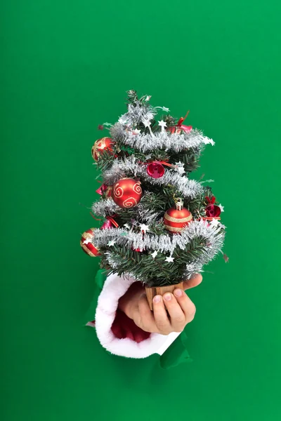 Hand giving you small christmas tree — Stock Photo, Image