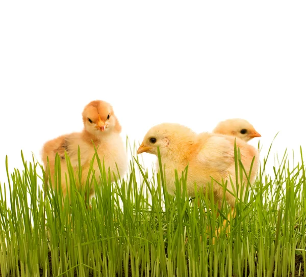 Pollo primaverile in erba fresca isolato — Foto Stock