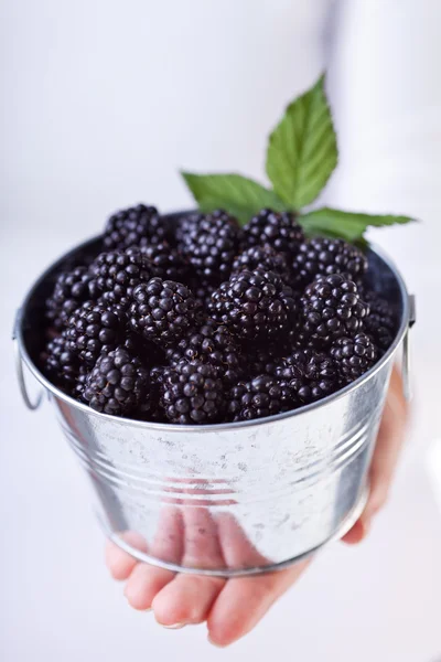 Blackberries in a small bucket — Stock Photo, Image