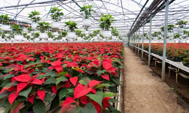 Poinsettia çiçekleri ticari serada kırmızıya dönüyor. Tatil sezonu için hazırlanıyor. Birçok kırmızı bitkiyle dolu yükseltilmiş büyüyen platformlar.