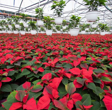Poinsettia çiçekleri ticari serada kırmızıya dönüyor. Tatil sezonuna hazırlanıyor. Resmi Noel çiçeğini büyüten büyük ölçekli bir çiçek.